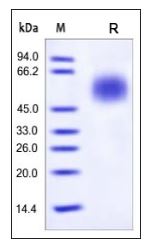 Human CD55, His Tag on SDS-PAGE under reducing (R) condition. The gel was stained overnight with Coomassie Blue. The purity of the protein is greater than 95%.